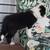 Border Collie male puppy 3 thumbnail
