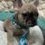 Merle Frenchie 1 thumbnail