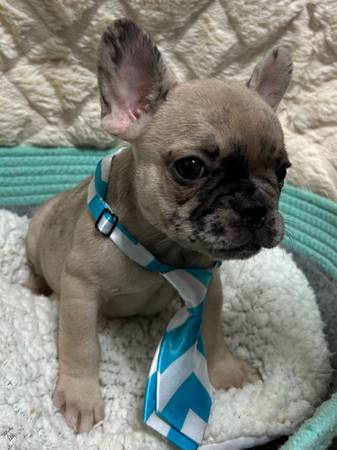 Merle Frenchie 1
