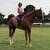 Paint horse 5 thumbnail