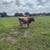 Heifer 1 thumbnail