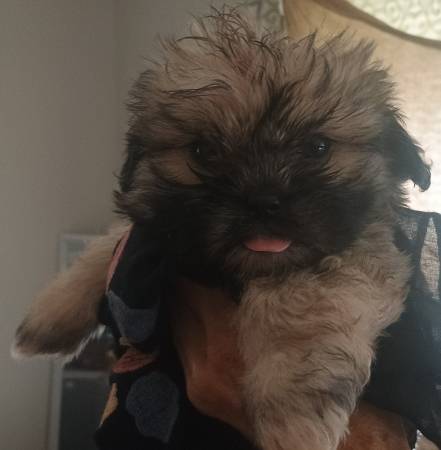 Mal-Shi Puppies 8 weeks old (Lilburn)63881506385153121