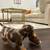 Dachshund miniatureDOGs 2 thumbnail