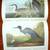 1962 - The Birds of America - John James Audubon - William Vogt - 4th 6 thumbnail