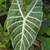 Decorative Taro Varieties!! 16 thumbnail