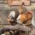 Hatching eggs 2 thumbnail