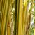 Clumping Alphonse Karr Bamboo 7 thumbnail