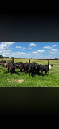 Heifers 1