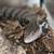 Halmahera Blue Tongue Skink 6 thumbnail