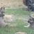Husky/German shepard 8 thumbnail