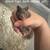 1 Month-Old Syrian Hamsters (Teddy Bear) 🐹 - $30 (La Jolla) 4 thumbnail