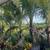 Coconut Palm trees 11 thumbnail