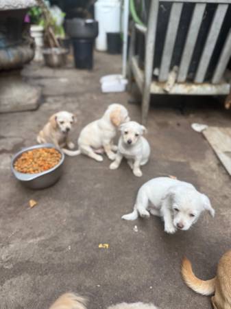 BUSCANDO UN HOGAR AMOROSO (San Diego)63841744849539121