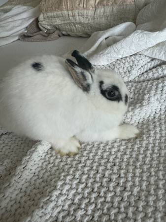 Netherland dwarf Bunny 80$ (Bothell)63945412001154121