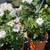 $20 Each Iceberg White Rose Live Plants Fragrant Rose Bush Shrubs 2 thumbnail
