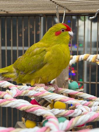 Kakariki Parrot 1