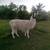 llama - male 1 thumbnail