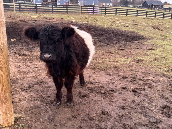 Belted Galloway Heifer 1