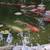 Koi fish 4 thumbnail