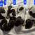 German shorthair pointers 1 thumbnail