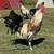 Chickens for sale 3 thumbnail