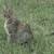 Kittens 6 thumbnail