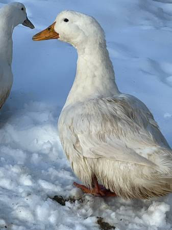 Duck Eggs for Baking 1