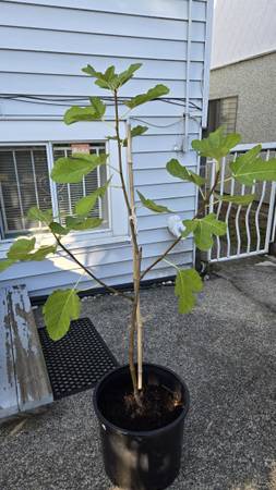 Fig Tree 1