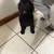Female Teddy Bear Mix Dog (Bichon/Shih Tzu Mix) 1 thumbnail