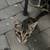 Rehoming Kittens 8 thumbnail