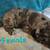 Rehoming furbabies 7 thumbnail