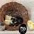 Olive Egger Chicks 1 thumbnail