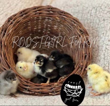 Olive Egger Chicks 1