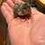 Chukar game birds 1 thumbnail