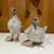 Pullets - chickens - chicks 2 thumbnail