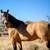 AQHA Dun Stallion @ Stud 7 thumbnail