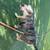 Micro bully and 2 standard bullys 5 thumbnail