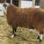 East Friesian Cross Dairy Sheep Ram Lamb 4 thumbnail