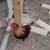 Richardson Reds and Grey Junglefowl 11 thumbnail