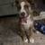 Pit mix 2 thumbnail