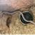 Juvenile Kenyan Sand Boa 4 thumbnail