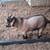Billy Goat 2 thumbnail