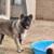 Male dog 2 thumbnail