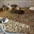 Button quail hatching eggs 2 thumbnail