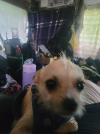 Chihuahua de pelo duro (Bluefield)63667748431873124