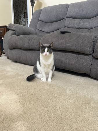 5 year old cat (Harrison)63908215879042120