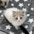 Ragdoll 1 thumbnail