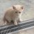 Kittens-fun 2 thumbnail
