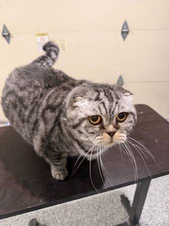 scottish fold find a new home (San Jose)64664712417027121