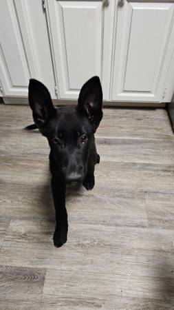 Rehoming two black gsd pups (Richland)63866763772931123
